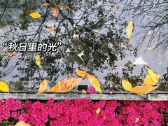 -三里屯东五街银杏大道