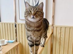 -Catmate·猫肥家润(金润铂宫店)