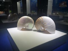-贝壳王国博物馆