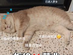 -Promise 国风宠物空间(上邦百汇城店)
