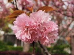 -高东镇樱花园