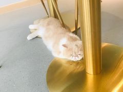 -飞行喵MR PILOT|猫舍·猫咖(静安大融城店)