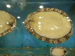 android_upload_pic-萃和楼海鲜酒店(汉口路店)