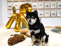 -柴务处·柴犬主题狗咖