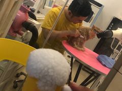 -70cat德文卷毛猫·缅因猫纯种猫舍