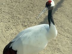 -盐城丹顶鹤湿地生态旅游区