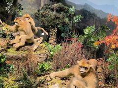 -陕西自然博物馆