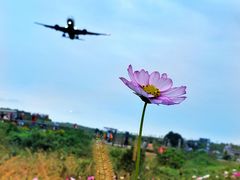 -空港花田景区