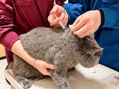 -瑞派康怡24h宠物医院·犬猫医疗中心·微创绝育(瑞景分院)