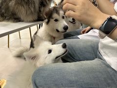 -安格丽娜·狗咖·猫咖羊驼咖(春熙路百盛商场店)