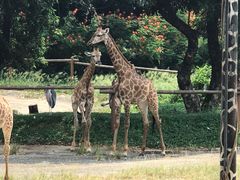 -深圳野生动物园