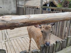 -乌村