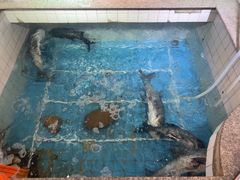 -旭龙鱼头王(航华店)