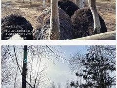 -青藏高原野生动物园