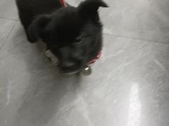 -半岛宠物医院24小时(白果林店)