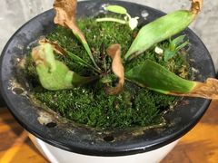 -抄妈抄手铺(金沙店)