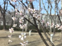 -元大都城垣遗址公园