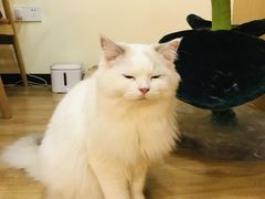 -滚猫咖啡·猫咖·猫友好撸猫(未来城店)