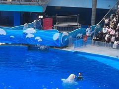 -海合安成都极地海洋公园