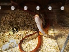 -酷以爬仙阁实体爬宠店·守宫·蜥蜴·专业繁育