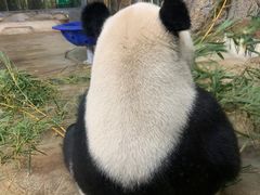 -海南热带野生动植物园