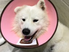 -暖阳宠物医院·犬猫康复中心·骨科