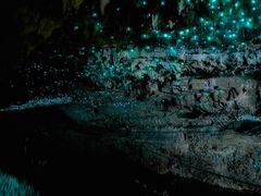 -怀托摩萤火虫洞