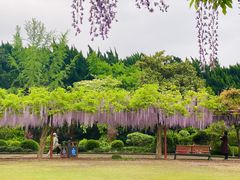 -嘉定紫藤园