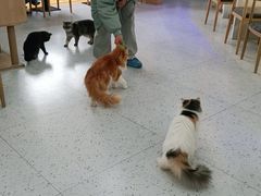 -喵园·猫主题咖啡厅·撸猫·猫咖(国贸店)
