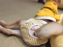 -逗柴咖啡屋·狗咖猫咖宠物桌游