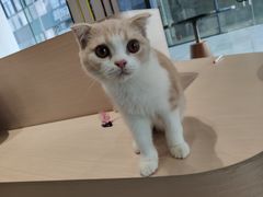-瞄一喵猫咖(格力海岸店)