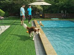 -汪说喵讲宠物乐园宠物酒店(红星美凯龙店)