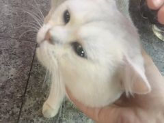 -集宠猫柠宠物生活馆