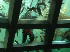 -西雅图水族馆