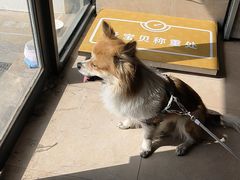-艾贝尔宠物医院·狂犬免疫点(江山金象城店)