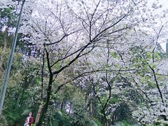 -武汉大学-樱园