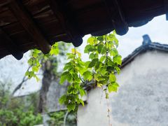 -乌镇东栅景区