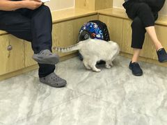 -芭比堂动物医院·24小时·眼科中心(深圳中心)