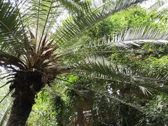-呀路古热带植物园