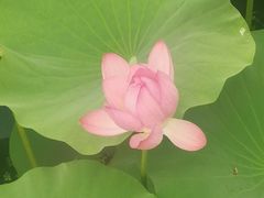 -洪湖生态旅游区