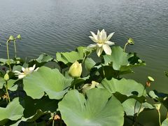 -莲花池公园