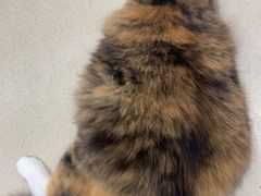 -藏猫猫咖啡主题馆(中央大道店)