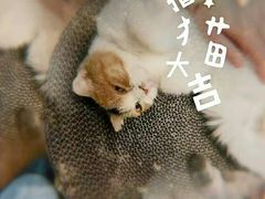 -BABIT巴比特宠物(MOMOPARK店)