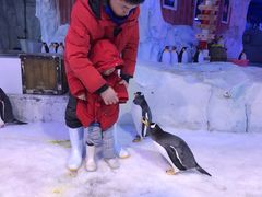 -芜湖新华联大白鲸海洋公园