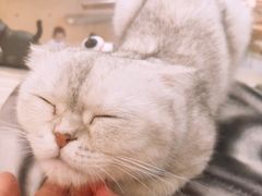 -飞行喵MR PILOT|猫舍·猫咖(静安大融城店)