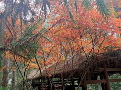 -铁山坪森林公园