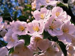 -海棠花溪(元大都城垣遗址公园)