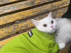 -伟伟宠物医院·瑞派猫友好医院·猫科(光谷店)