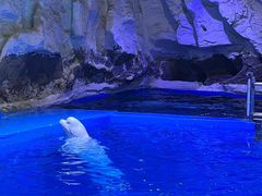 -海合安青岛极地海洋公园