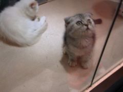 猫咪-东浩兰生上海世博展览馆